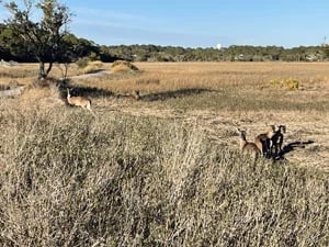 deer marsh